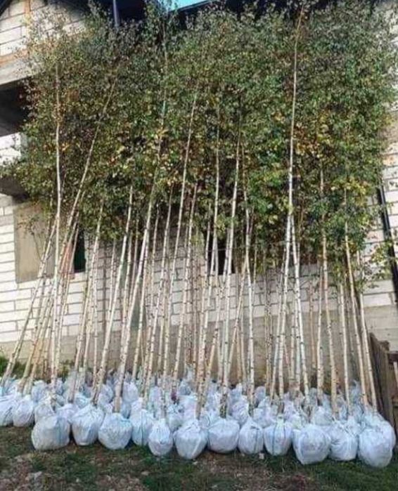 Betula pendula ( mesteacan alb ) se poate achizitiona si pe platforma
