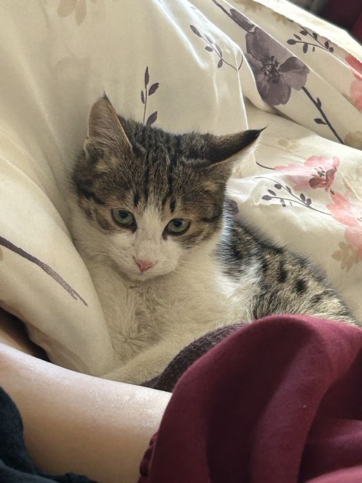 Котик бесплатно