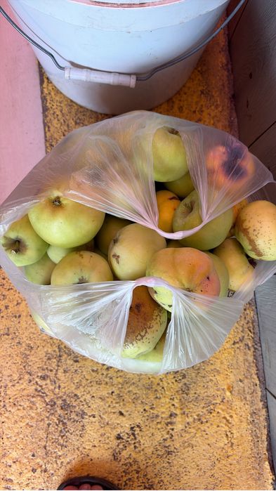Продам яблаки дачные  и ранетки уралка