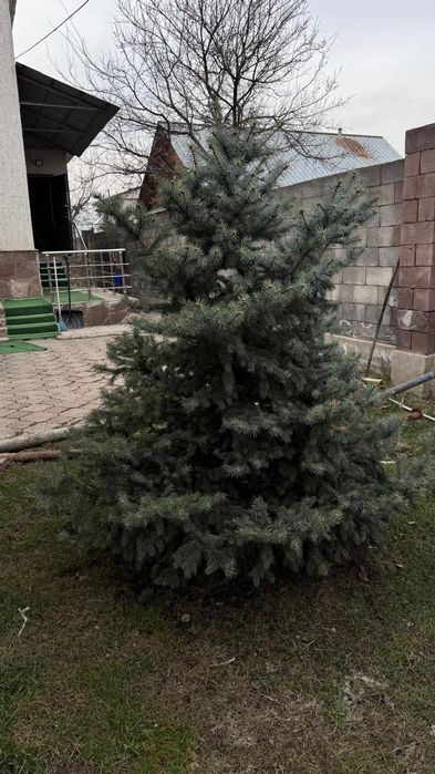 Ели голубые две штуки