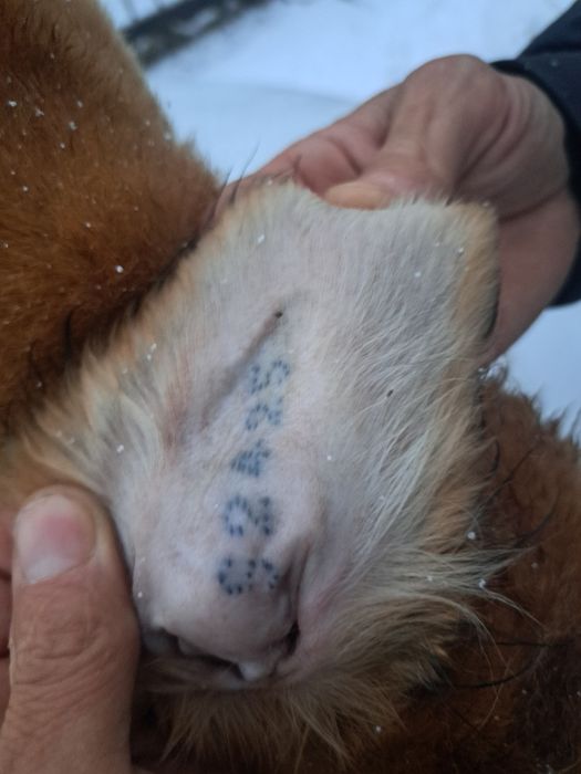 Тазы күшік сатылады еркек