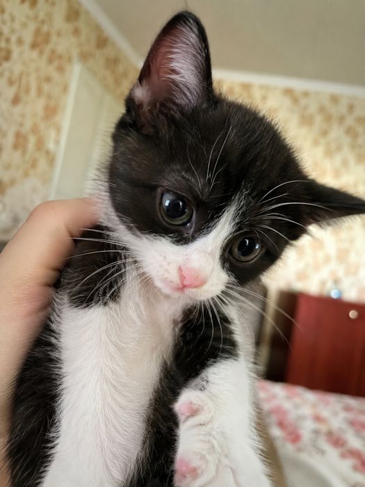 здоровые котята бесплатно в добрые руки