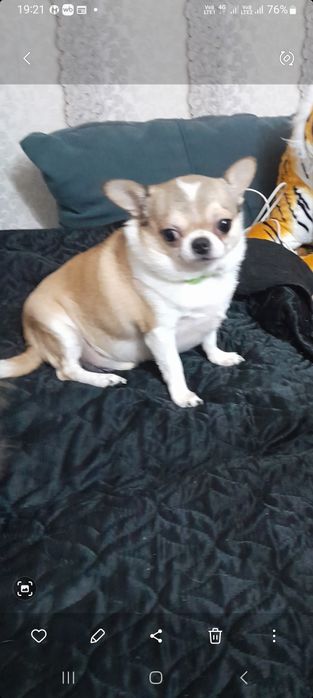 Отдам в хорошие руки