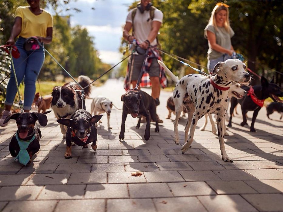 Разходки на домашни любимци Бургас