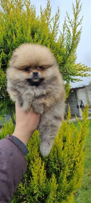 Померан померанче