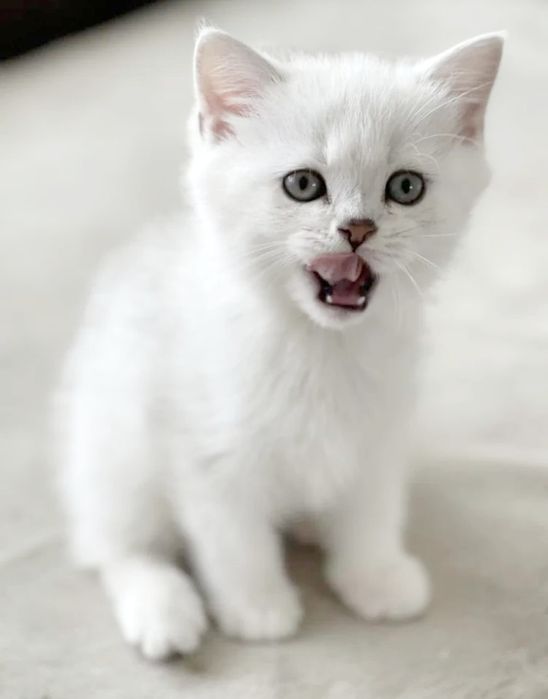 КотЯта БриТашКи ОчароВашки