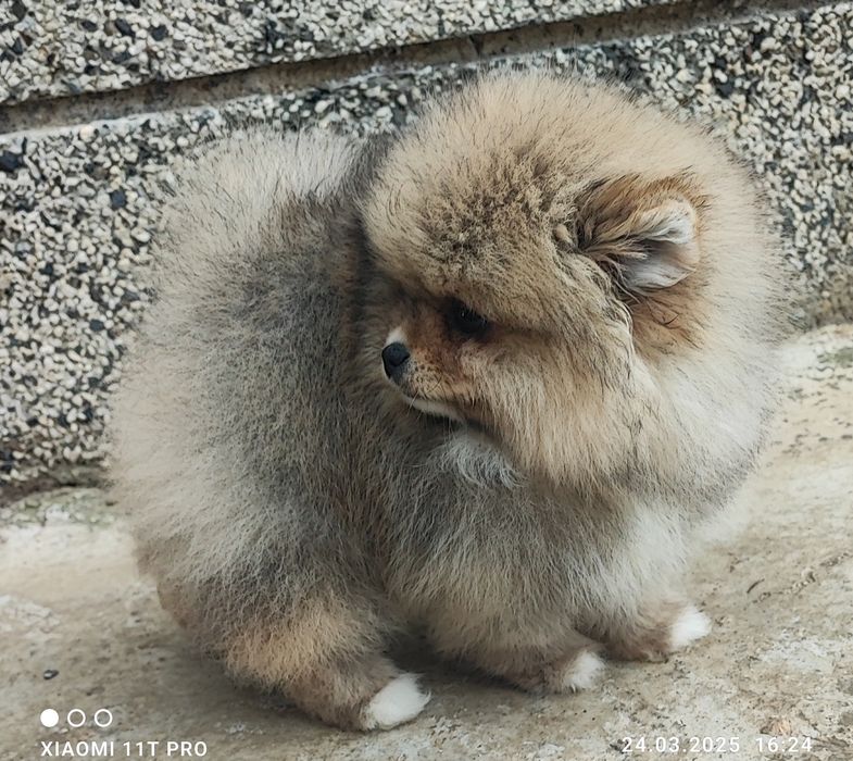 Померан померанче