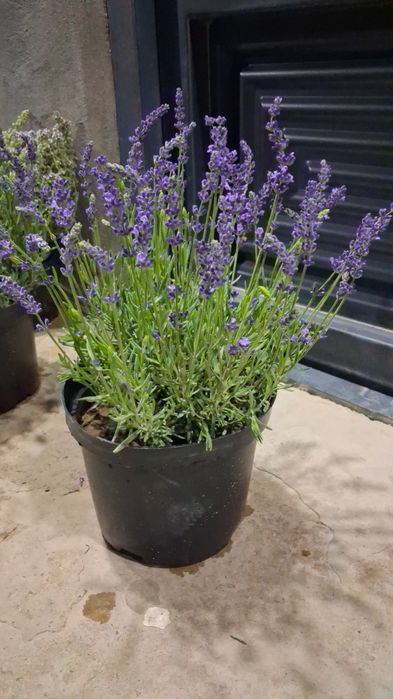 Lavanda gulari bor