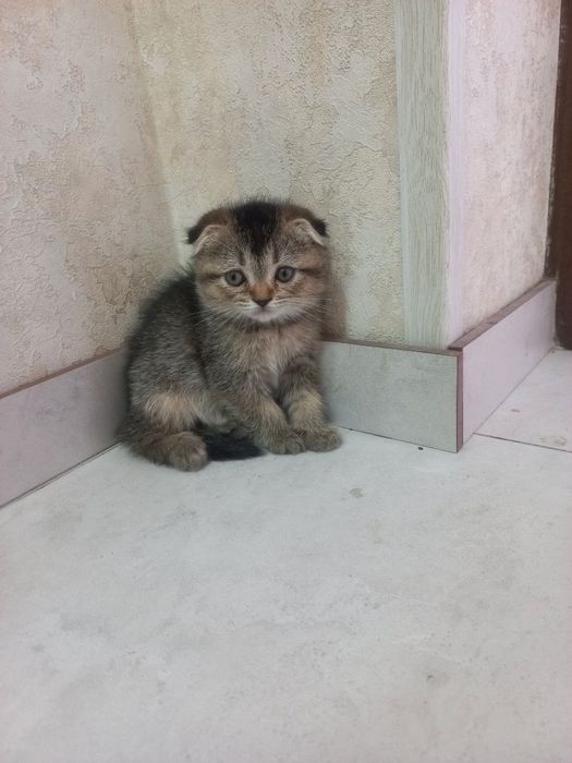 Mushuk: Skottish fold , skottish strayt