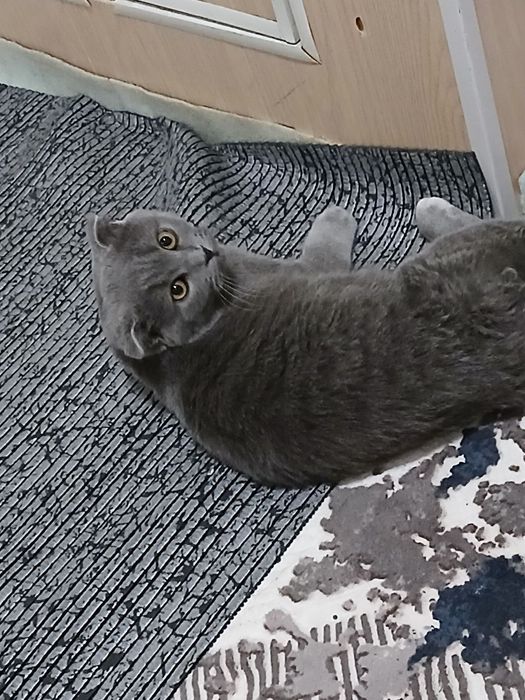 Skottish fold uy mushugi (erkak)