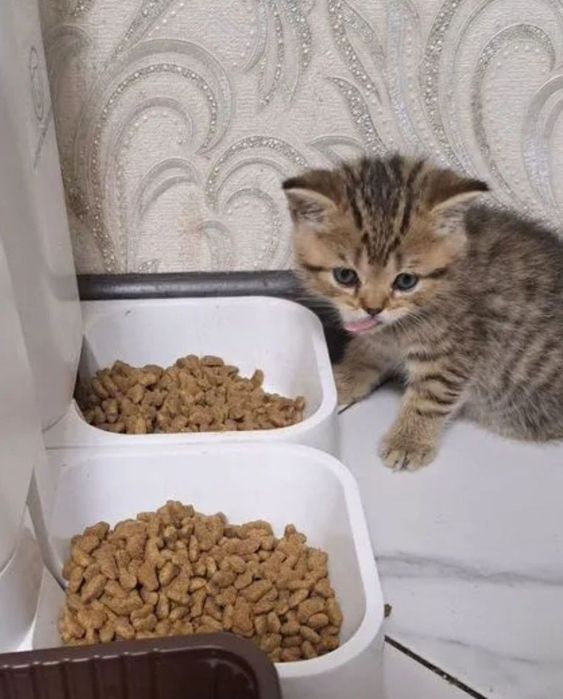 Шотландские котяьа  мальчик  и девочки