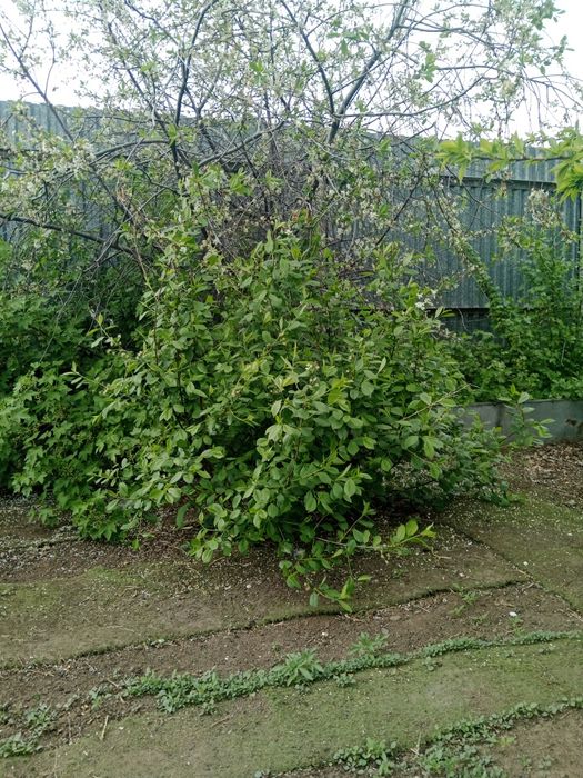 Продам кустики вишни и чёрной смородины (Аксу)