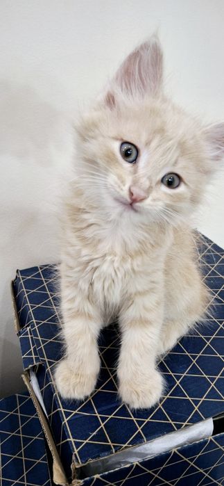 Котёнок берживий цвет пушистый