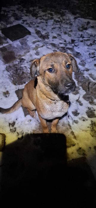 Три малки кученца