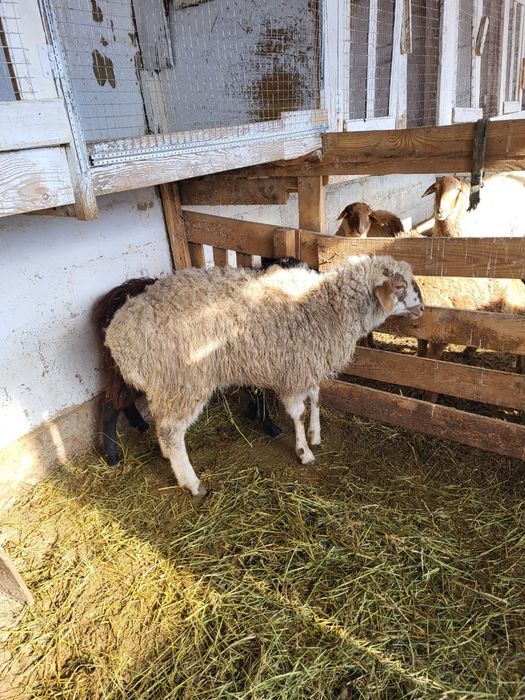 Сатамын семіз токты 90 000