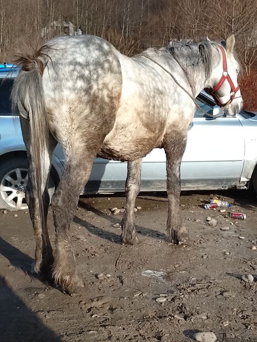 Cal de vânzare de 5ani