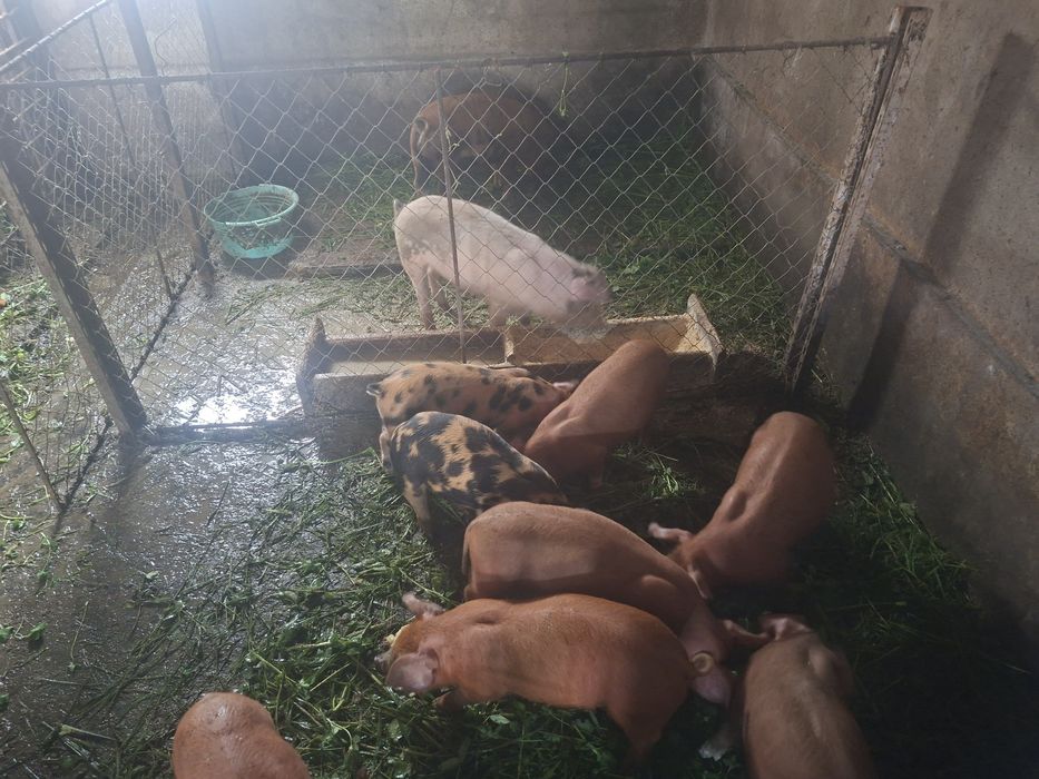 Vand porci rasa duroc