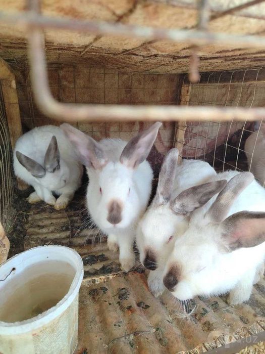 Продаются кролики калифорнийской породы