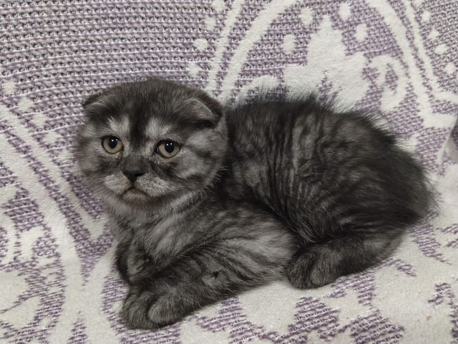Motanel scottish fold