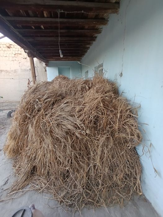 Arpa poyasi bilan sotiladi