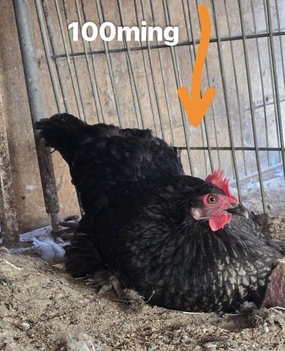 Yosh semiz porno rasmlar