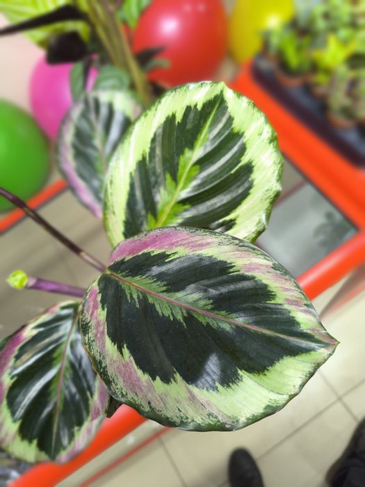 Комнатное растения "Калатея"