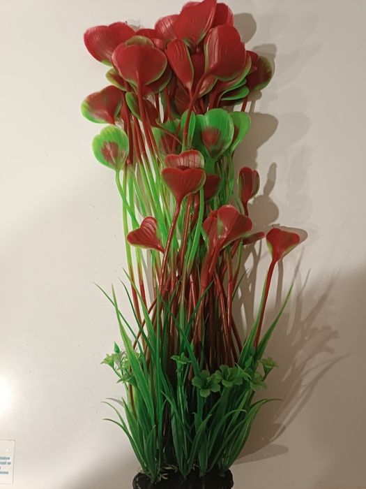 Аквариумистика, всё для аквариума