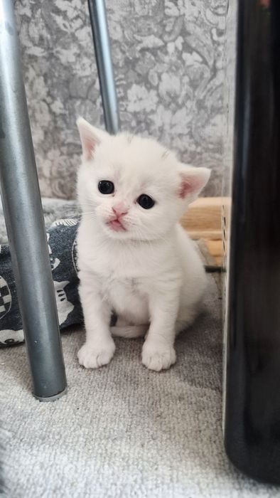 Котята шиншилла шотландские