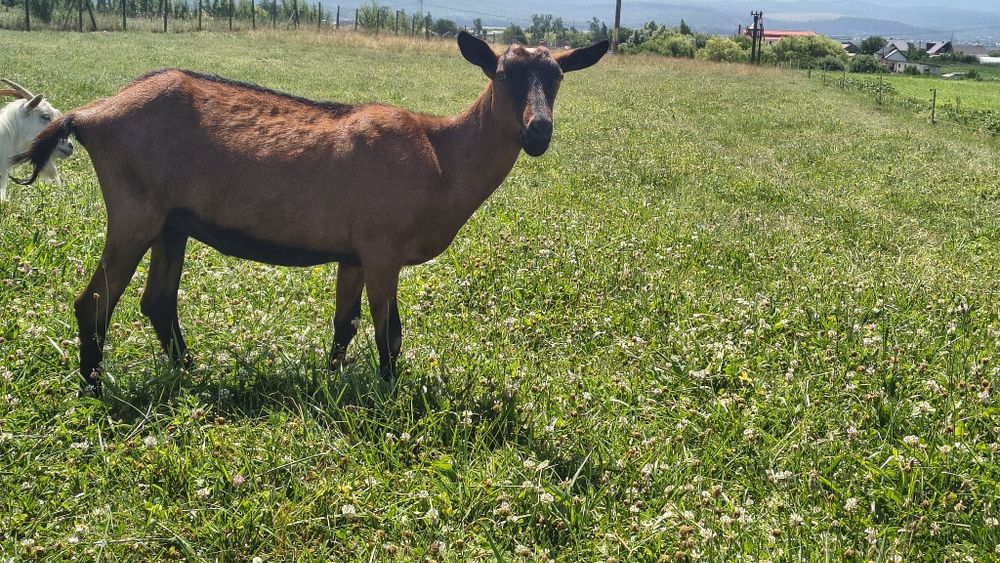 Vând iada alpina franceza din.mama top
