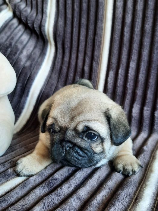 Продаются Мопсики