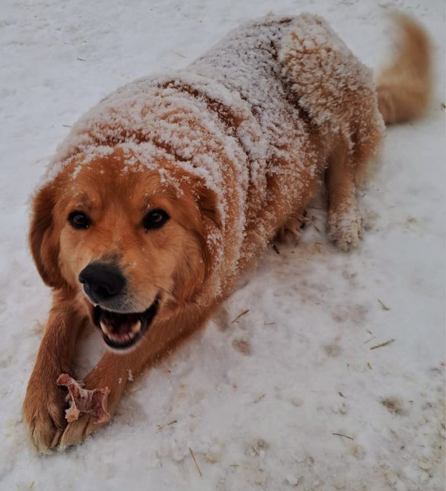 Собака в добрые руки