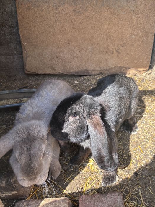 Femele berbec german