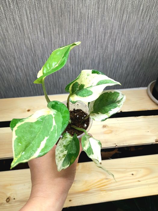 Продам Алоказия Бомбино