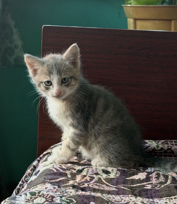 Отдам котят в хорошие руки