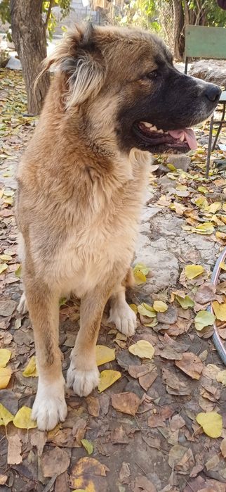 Отдам в хорошие и добрые руки Кавказская овчарка