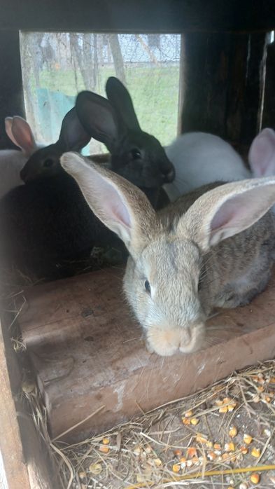 Vând iepuri Uriaș German