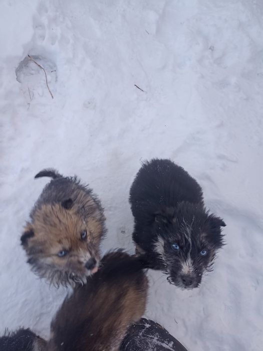 Щенята ищут новый дом