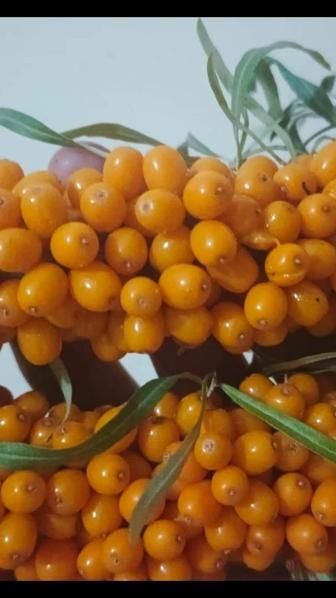 Облепиха дачная, 2025 год