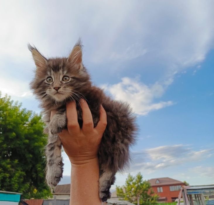 Котята Мейн Куны