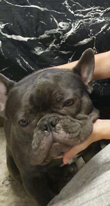 Продам француза 1,5года