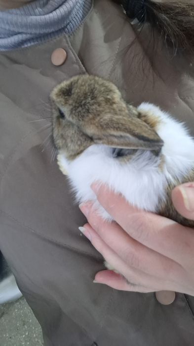 Поступление карликовых крольчат