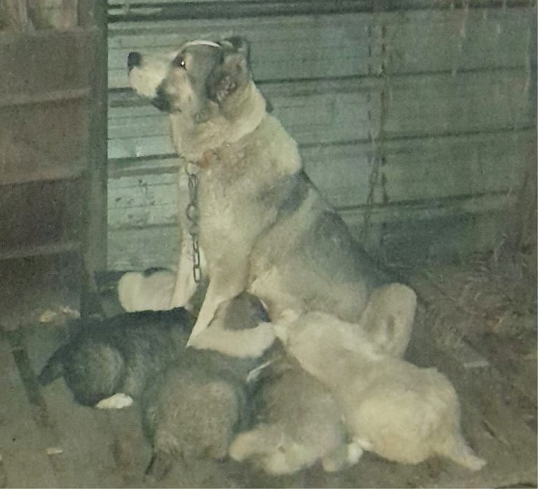 Продам щенков азиатский алабай