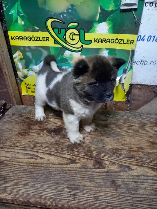 Vand catei Akita American