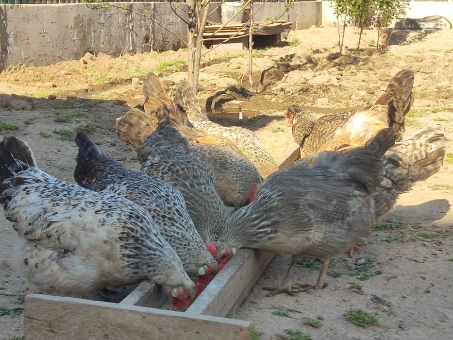 Тауыктар сатылады срочно