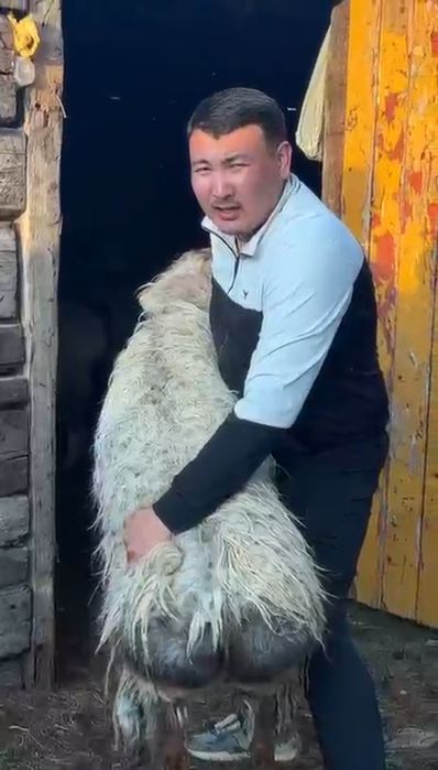 Қошқар, қой, 40/45кг