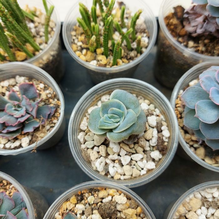 Цветы суккуленты