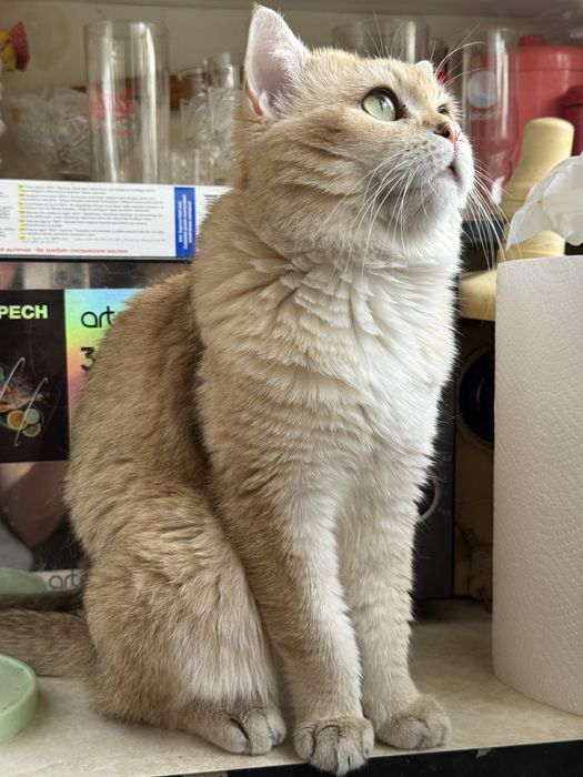 вязка коты Шиншиллы Мираж и Снежок