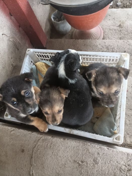 Отдам щенков в хорошие руки