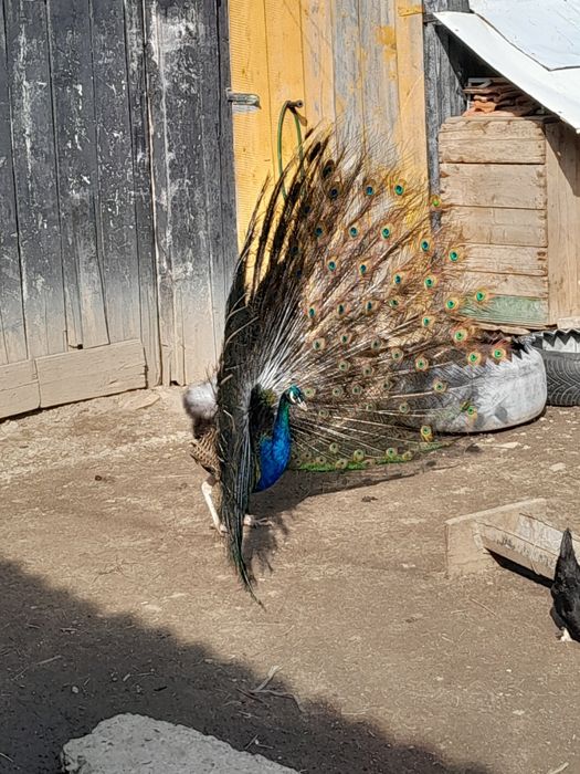 Vand paun matur de 4 ani