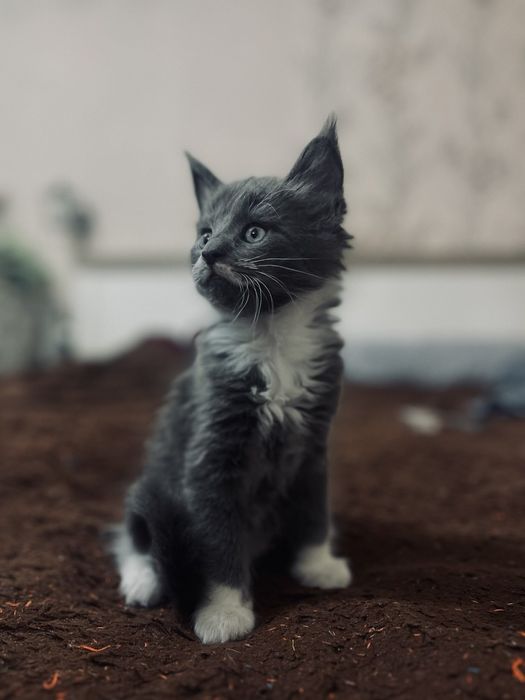 Кот Мейн Кун, мальчик королевская кровь